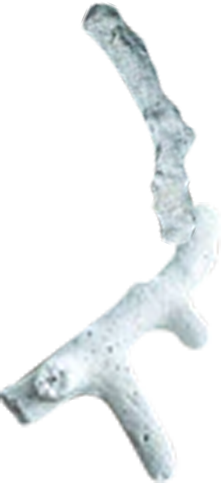 サンゴ末単独画像