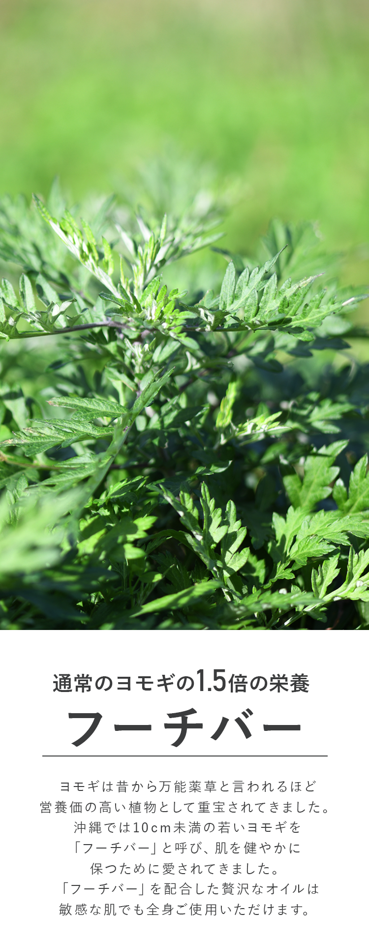 通常のヨモギの1.5倍の栄養フーチーバー